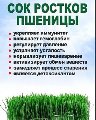 увеличить Сок ростков пшеницы (Витграсс), ООО в Екатеринбурге